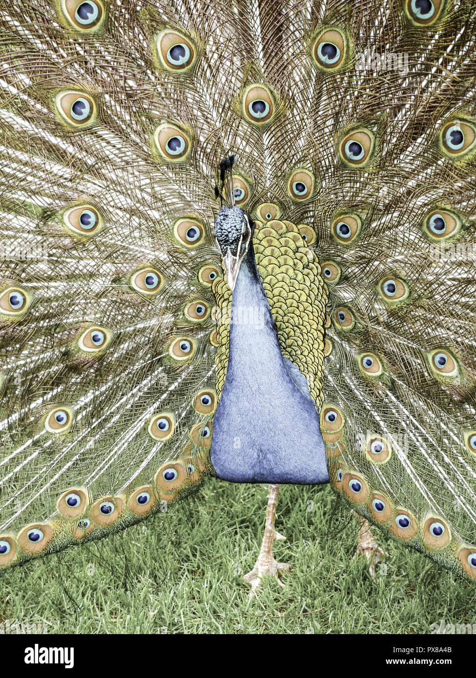 Peacock, Portugal, Madeira, Funchal Stockfoto