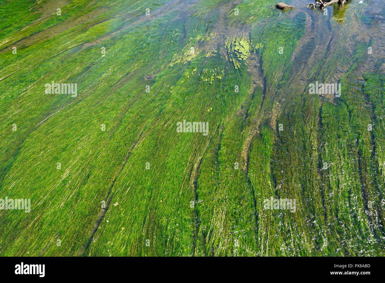 Helle grüne Algen in den fließenden Strom von einem Land, Fluss Stockfoto