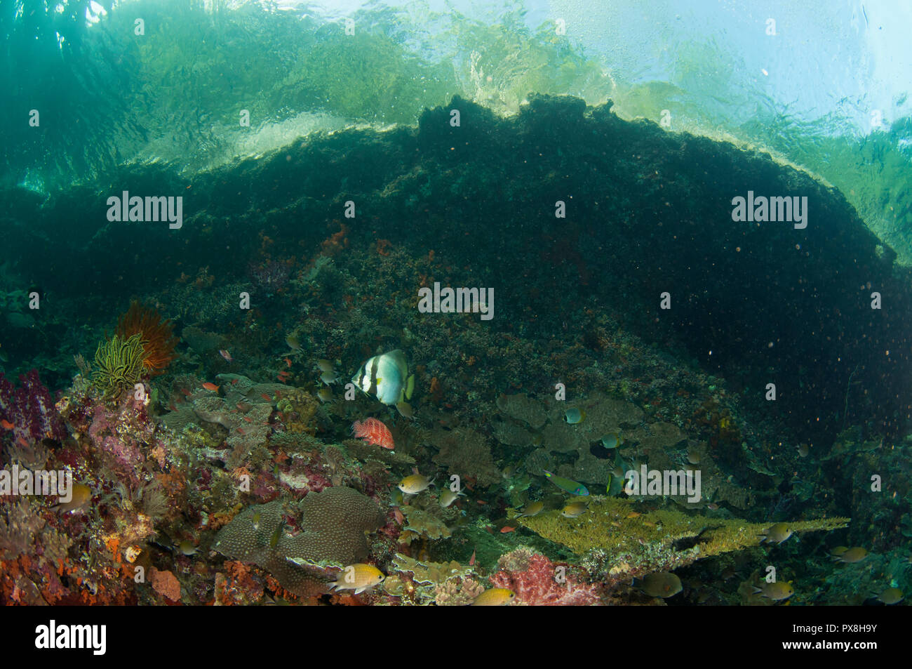 Spadfisch, Platax sp, mit Insel im Hintergrund, Kerua Channel, Penemu Island, Raja Ampat, West Papua, Indonesien Stockfoto