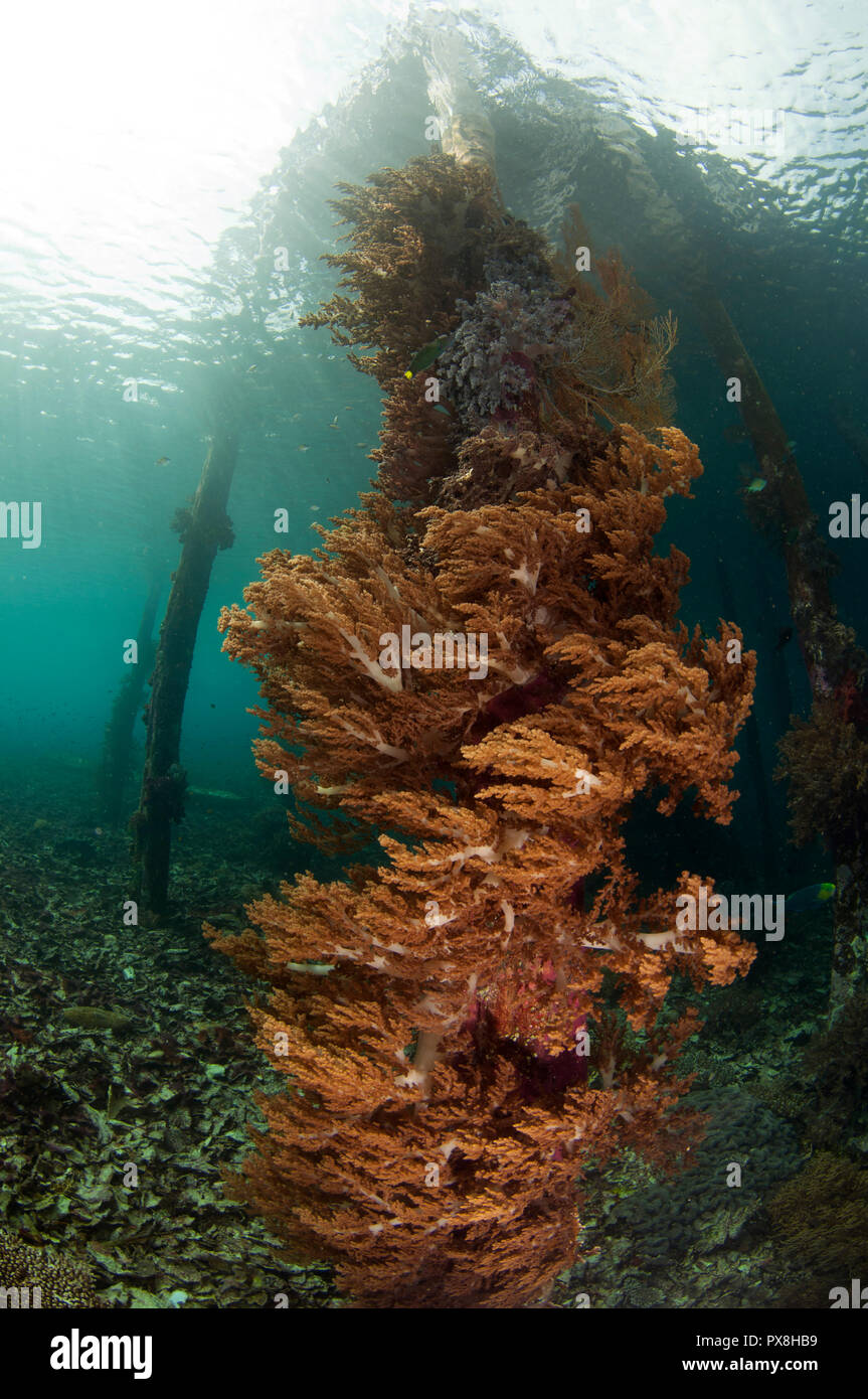 Jetty-Szene, Coral auf Pylon unter dem Jetty, Sawanderek Jetty Tauchplatz, Dampier Strait, Raja Ampat, West Papua, Indonesien Stockfoto