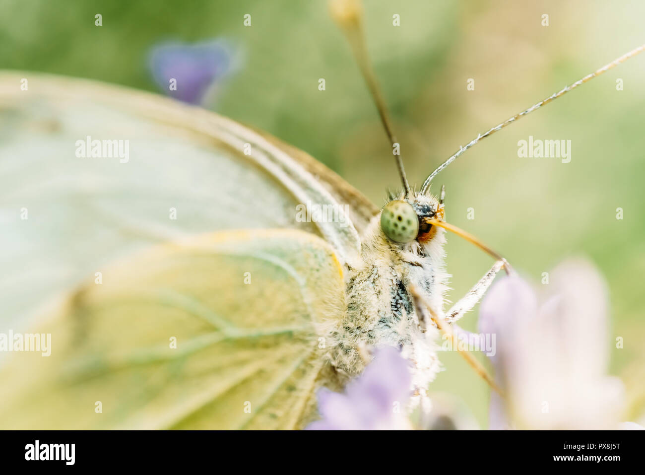 Weiß Schmetterling Nahaufnahme Makro im Garten Stockfoto