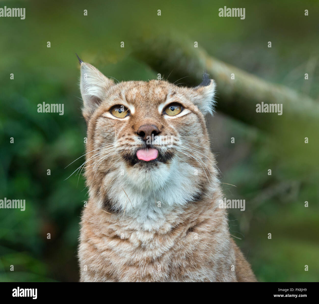 Eurasischen Luchs (Lynx lynx) unverlierbaren Foto Stockfoto