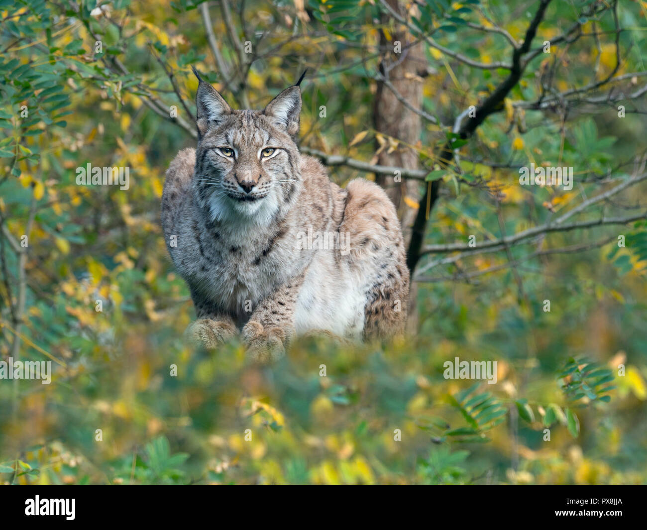 Eurasischen Luchs (Lynx lynx) unverlierbaren Foto Stockfoto
