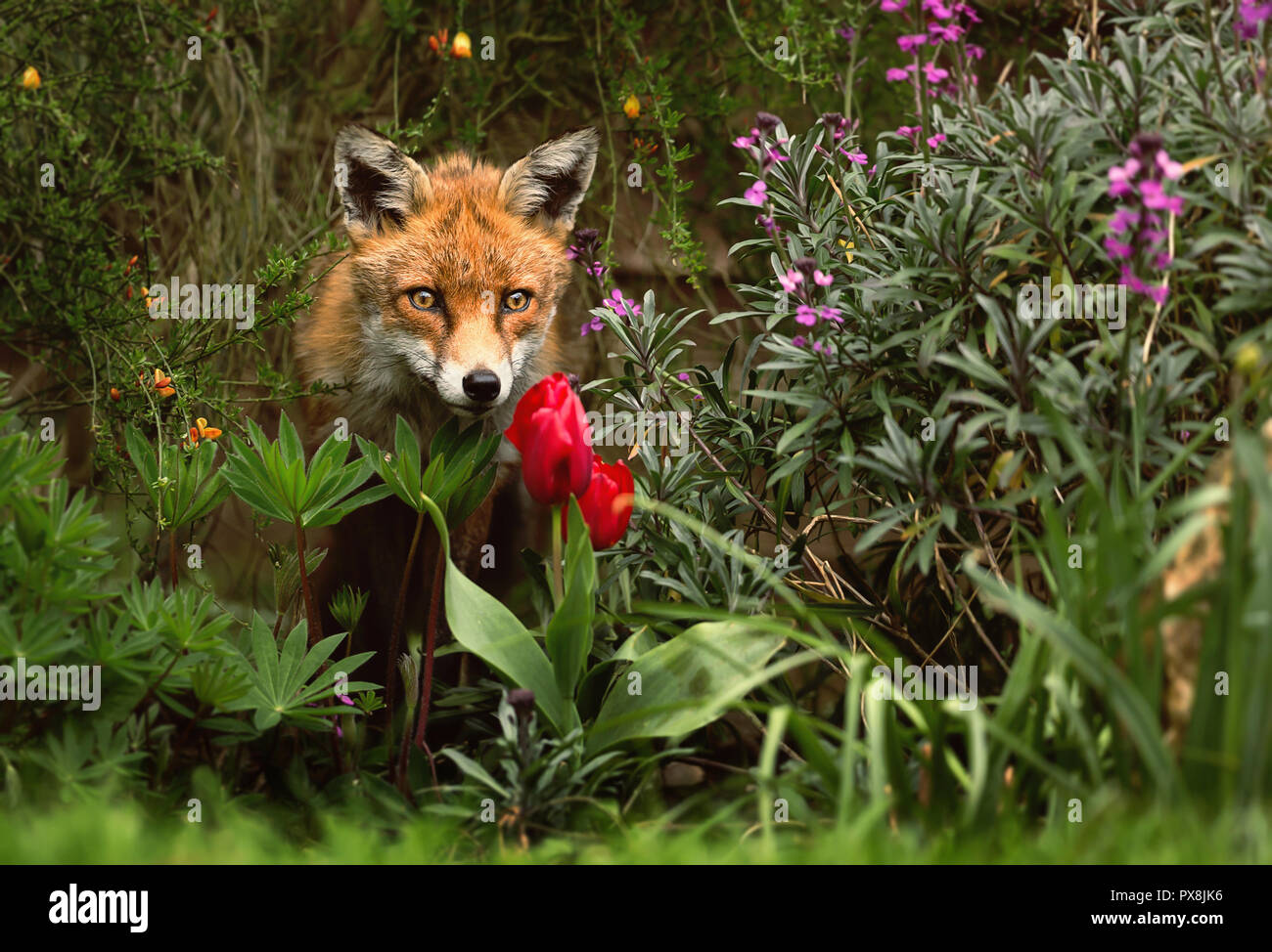 Nahaufnahme eines roten Fuchs im Garten, UK Stockfotografie Alamy