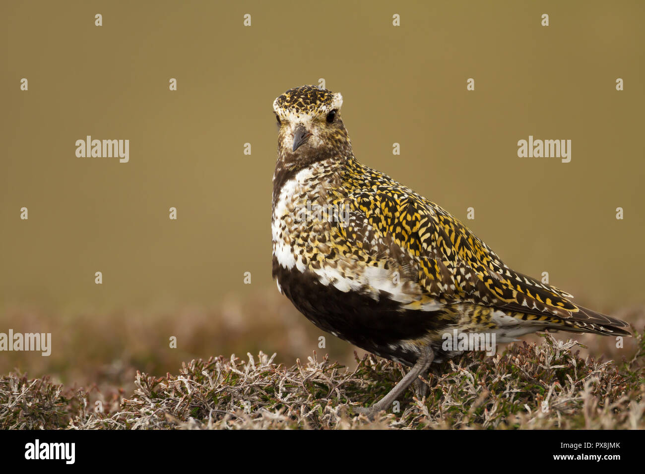 Nahaufnahme eines Europäischen Goldregenpfeifer in Feuchtgebieten im Bressay, Schottland, Großbritannien. Stockfoto