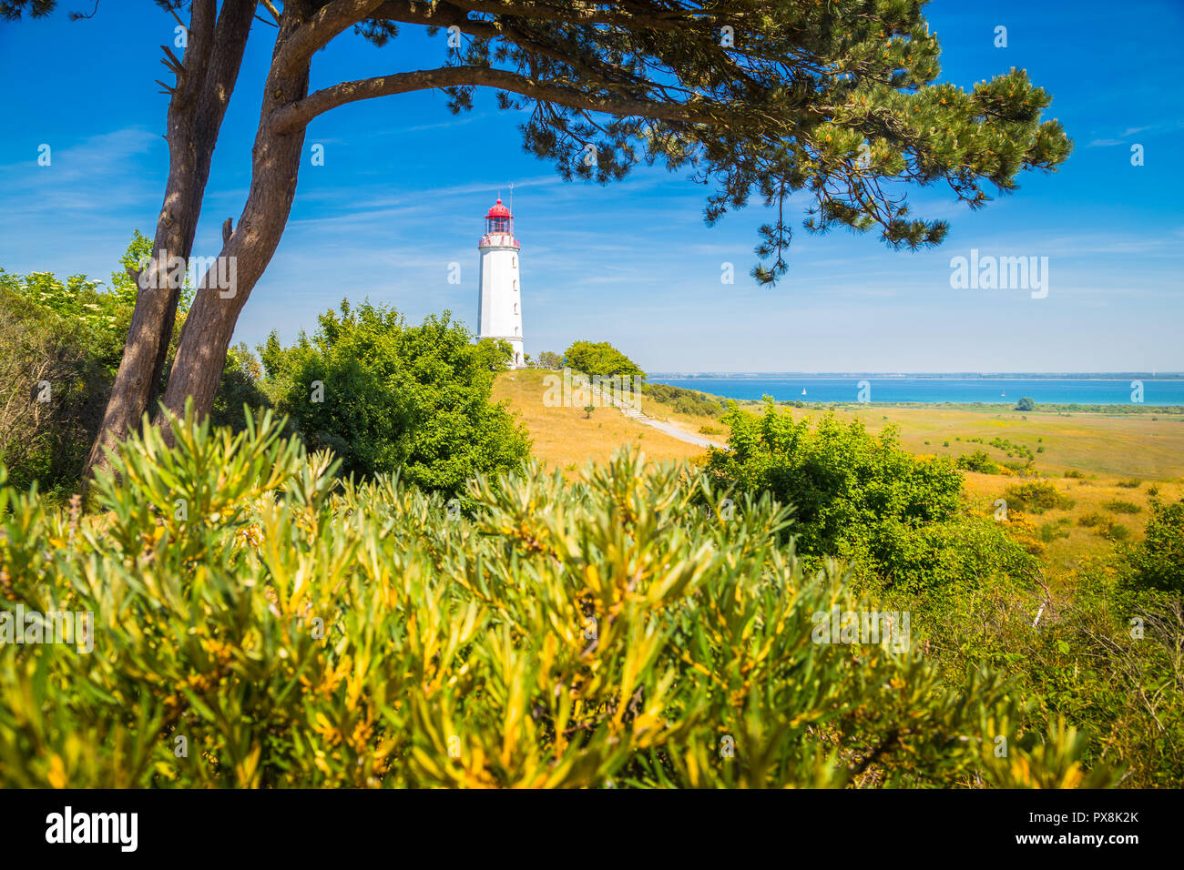 Klassische Ansicht der berühmte Leuchtturm Dornbusch auf der schönen Insel Hiddensee mit blühenden Blumen im Sommer, Ostsee, Mecklenburg-Vorpommern Stockfoto