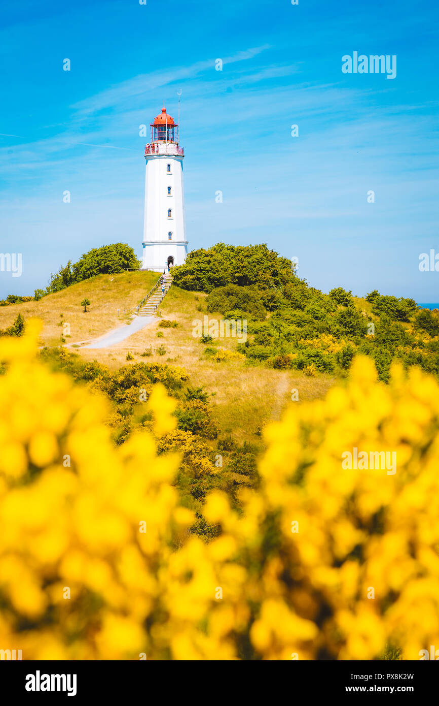 Klassische Ansicht der berühmte Leuchtturm Dornbusch auf der schönen Insel Hiddensee mit blühenden Blumen im Sommer, Ostsee, Mecklenburg-Vorpommern Stockfoto