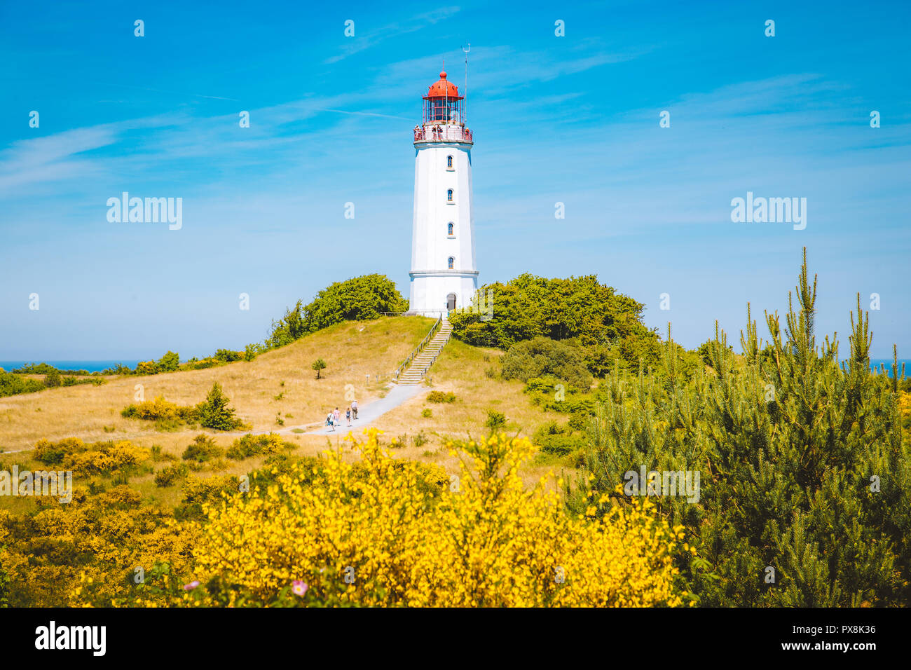 Klassische Ansicht der berühmte Leuchtturm Dornbusch auf der schönen Insel Hiddensee mit blühenden Blumen im Sommer, Ostsee, Mecklenburg-Vorpommern Stockfoto