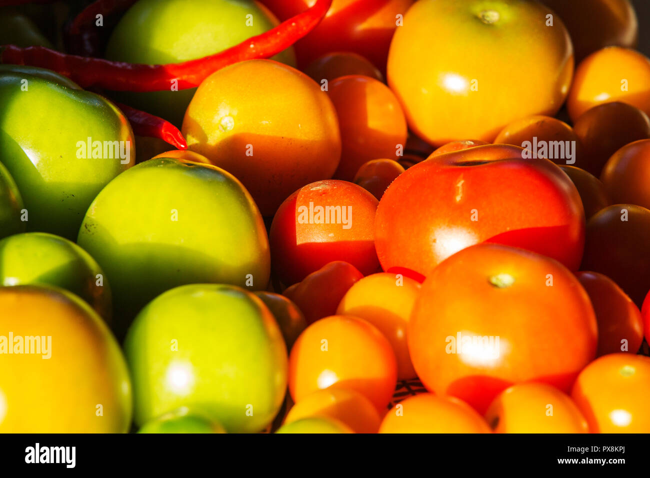 Homegrown Tomaten und Chilis. Stockfoto