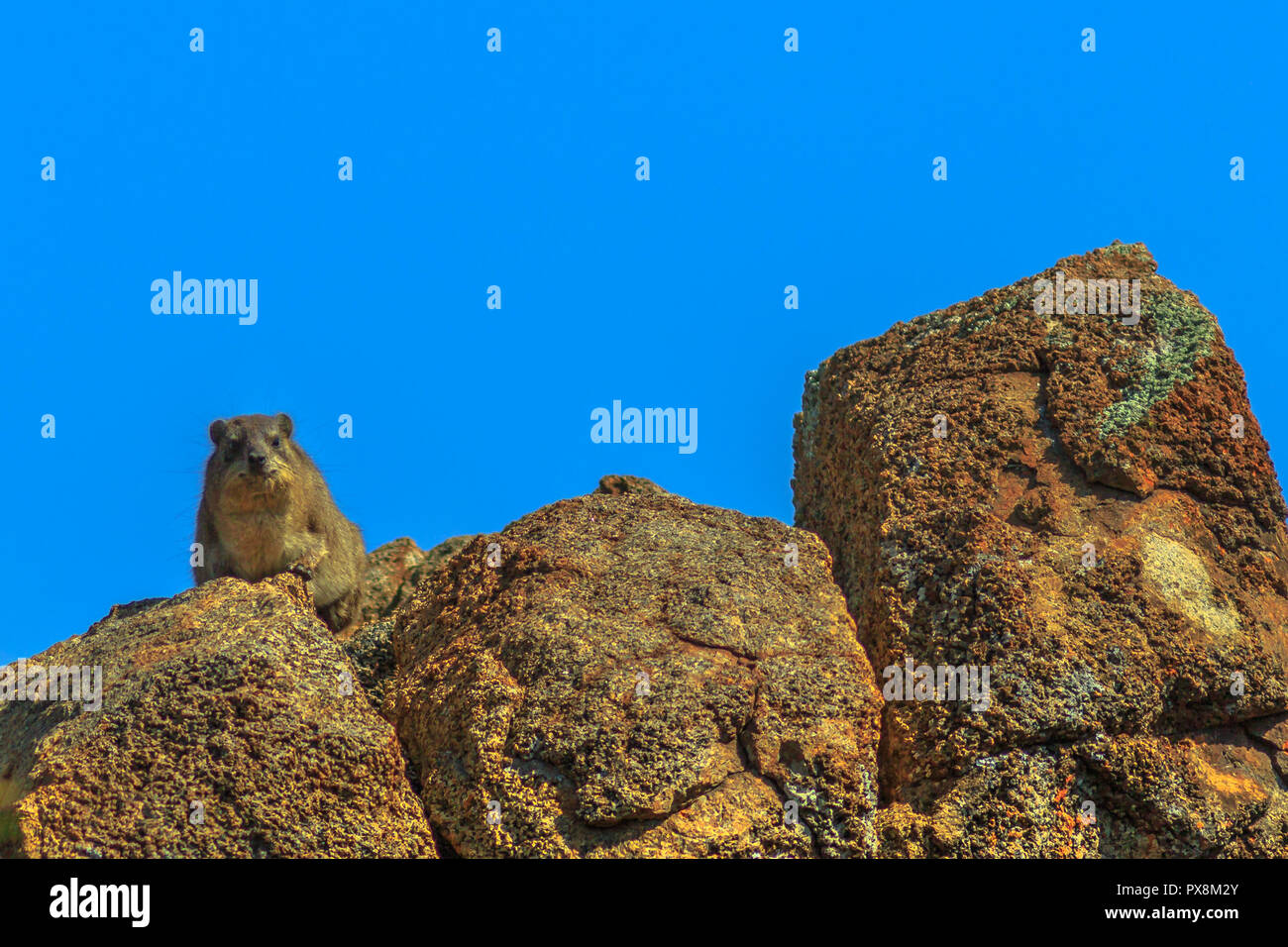 Rock Hyraxs auf den Felsen in der Natur Lebensraum, Südafrika. Der Kap irace, Procavia procavia Capensis, auch genannt der Felsen oder Klippschliefer in Afrikanischen am blauen Himmel. Kopieren Sie Platz. Stockfoto