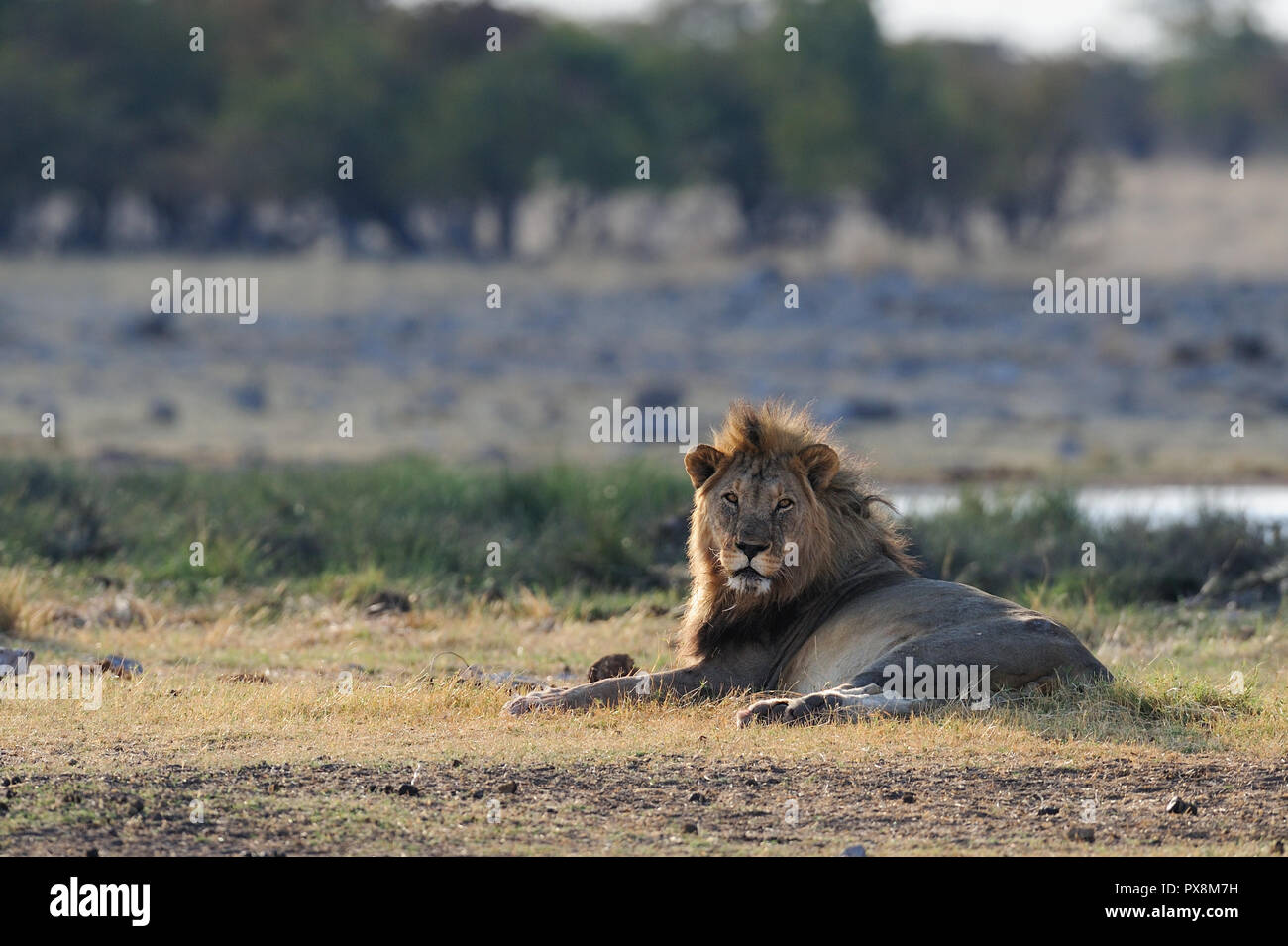 Afrikanischer Löwe männlichen liegen vor dem Wasserloch und neugierig schauen, Etosha Nationalpark, Namibia, (Panthera leo) Stockfoto