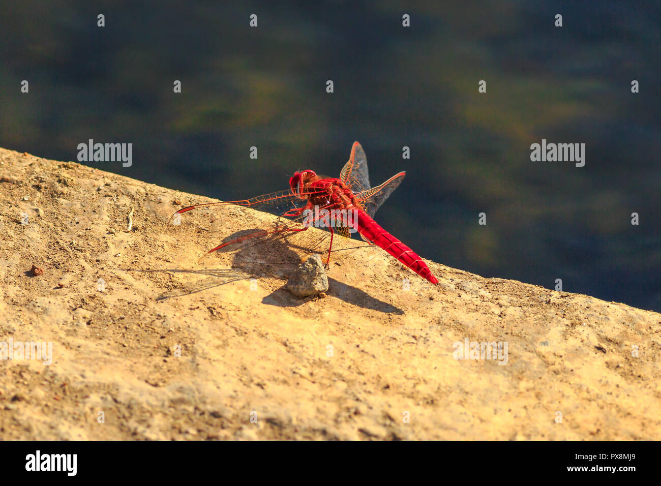 Makro von rot geäderten Trithemis Dropwing, Dragonfly, arteriellen, im iSimangaliso Wetland Park in St. Lucia, Südafrika. Die Afrikanische Namen der rote Libelle ist Rooinerfie. Stockfoto