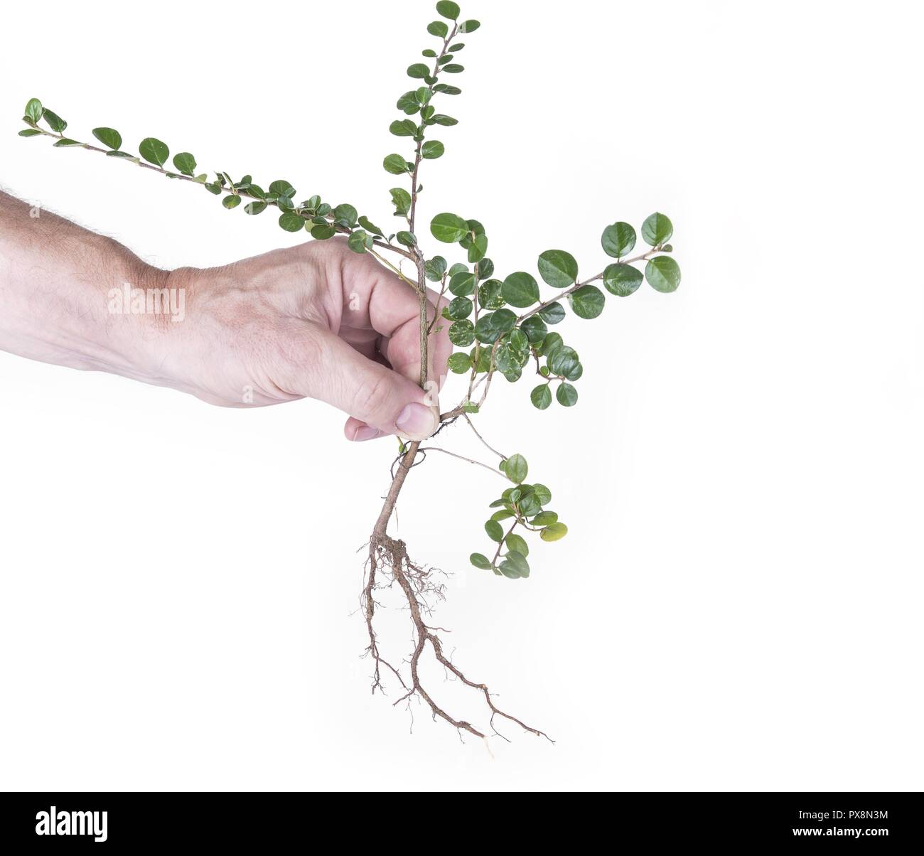 Cotoneaster horizontalis Pflanze mit Wurzeln auf der weißen Stockfoto