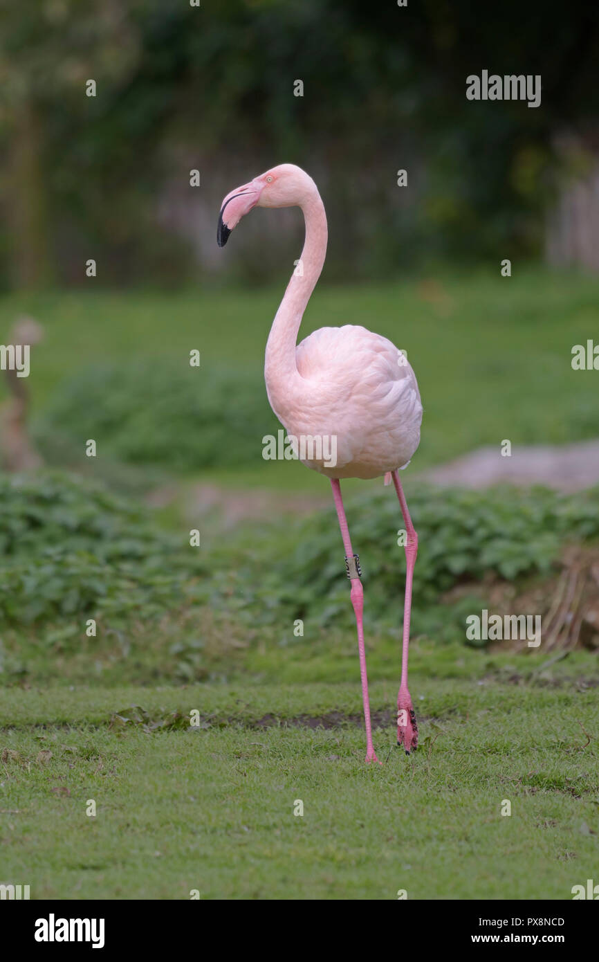 Flamingo, Phoenicopteridae, bei Martin bloße Stockfoto