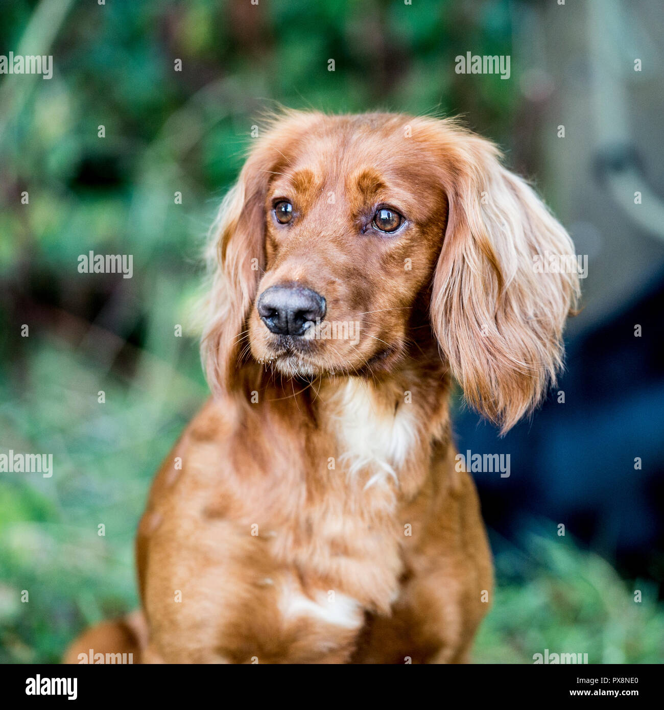 Working golden English Cocker Spaniel hund Stockfoto