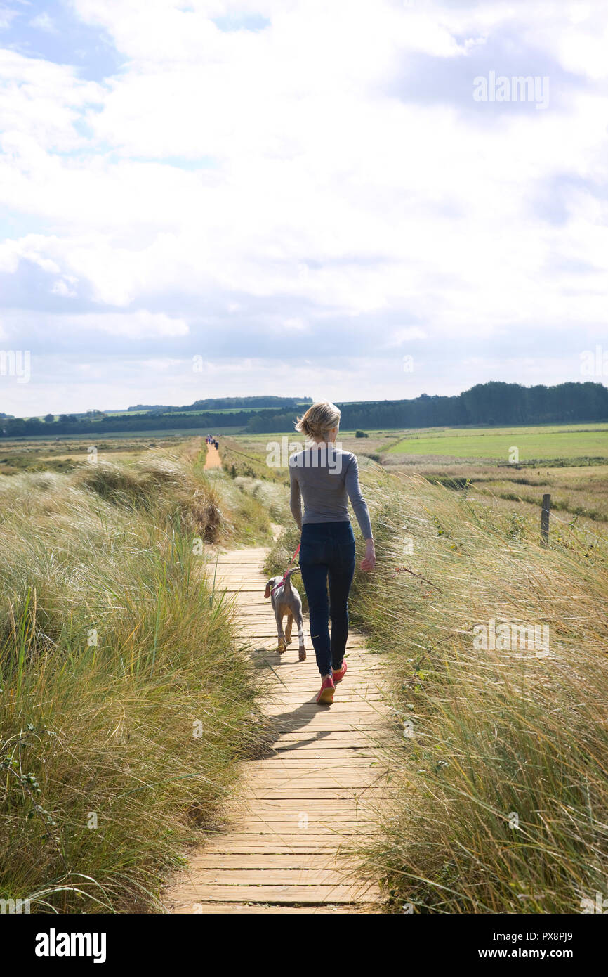 Hund - Wandern mit Leitung an Thornham, Norfolk, England Stockfoto