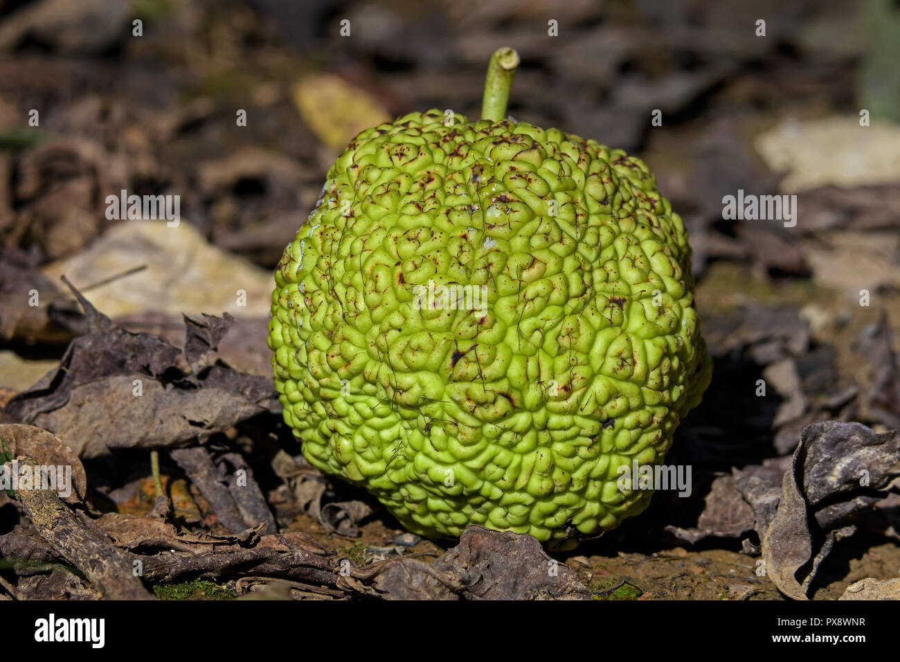 Maclura pomifera wie Osage orange Früchte auf dem Boden liegend bekannt. Es ist eine kleine sommergrüne Baum oder großer Strauch. Stockfoto