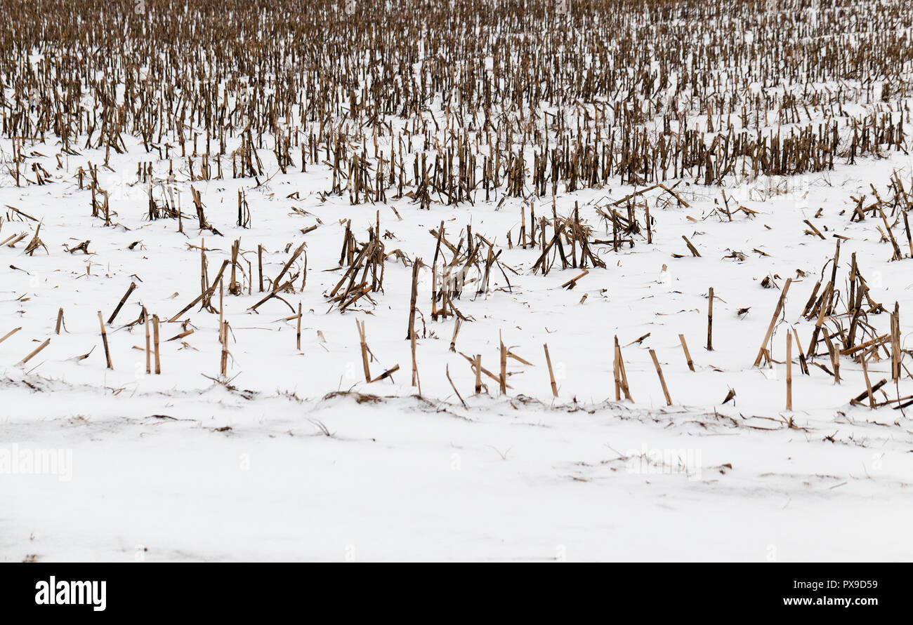 Liegenden Schnee nach dem letzten Schneefall im Feld, winter Stockfoto