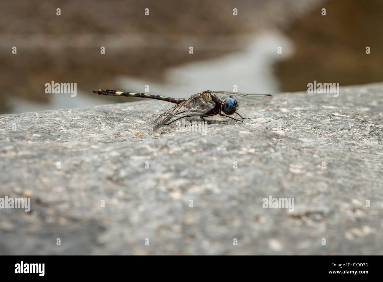 Annäherung an eine Libelle auf einem Stein sitzend Stockfoto