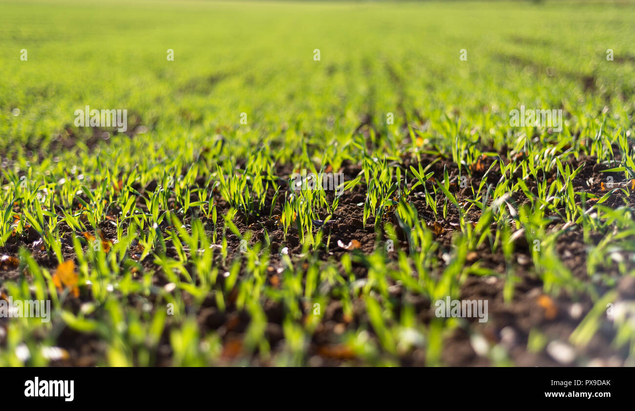 Winter Reifen winter Getreide, Körner Feld im September auf einer schönen, sonnigen Herbst Tag gefüttert. Nahaufnahme. Stockfoto