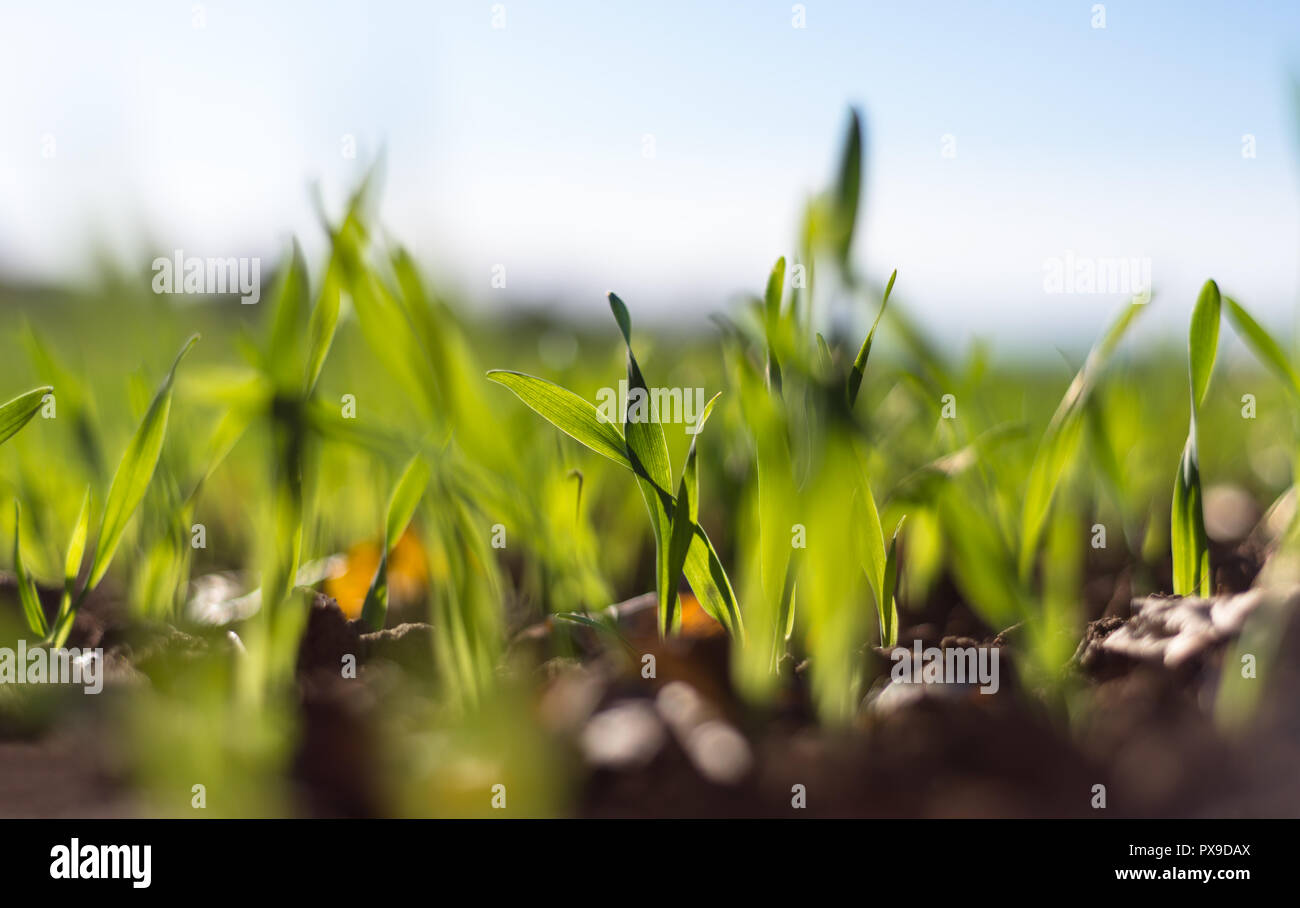 Winter Reifen winter Getreide, Körner Feld im September auf einer schönen, sonnigen Herbst Tag gefüttert. Nahaufnahme. Stockfoto