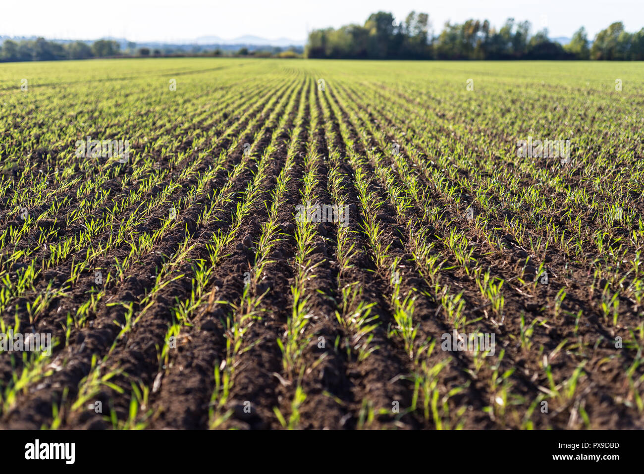 Winter Reifen winter Getreide, Körner Feld im September auf einer schönen, sonnigen Herbst Tag gefüttert. Stockfoto