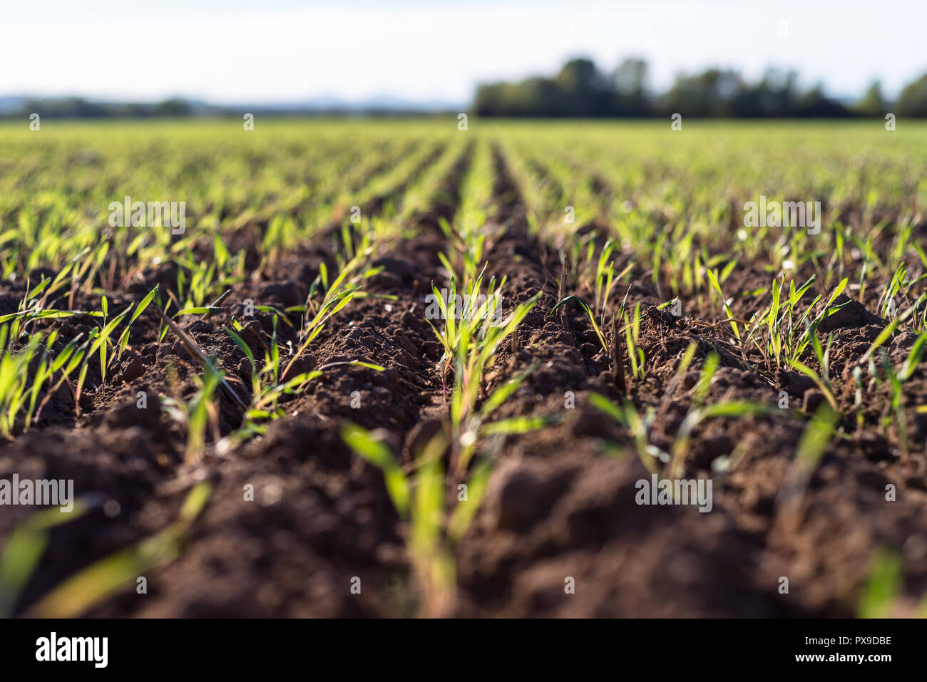 Winter Reifen winter Getreide, Körner Feld im September auf einer schönen, sonnigen Herbst Tag gefüttert. Stockfoto