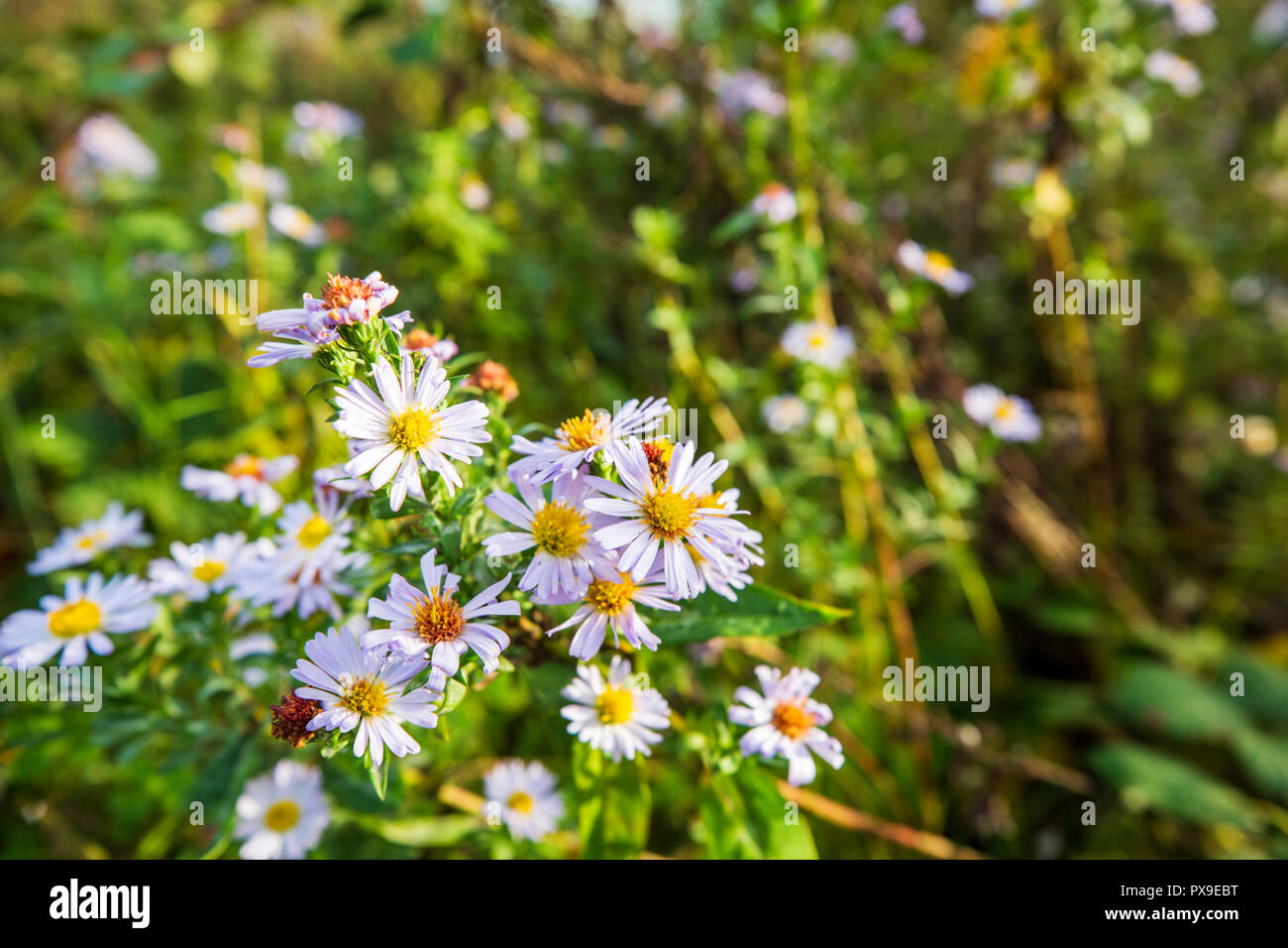 Wilde Astern, Worcestershire, England Stockfoto