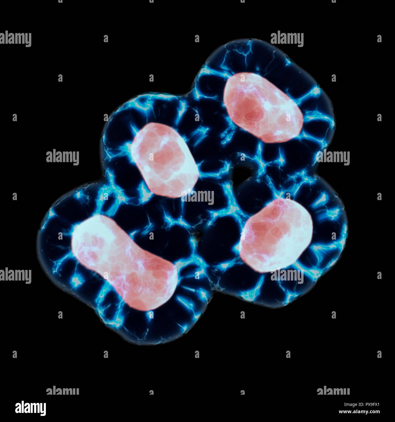 Meiose In der Telophase und Zytokinese, Teilung Der Cytoplasma in zwei Tochterzellen. 3D-Rendering Stockfoto