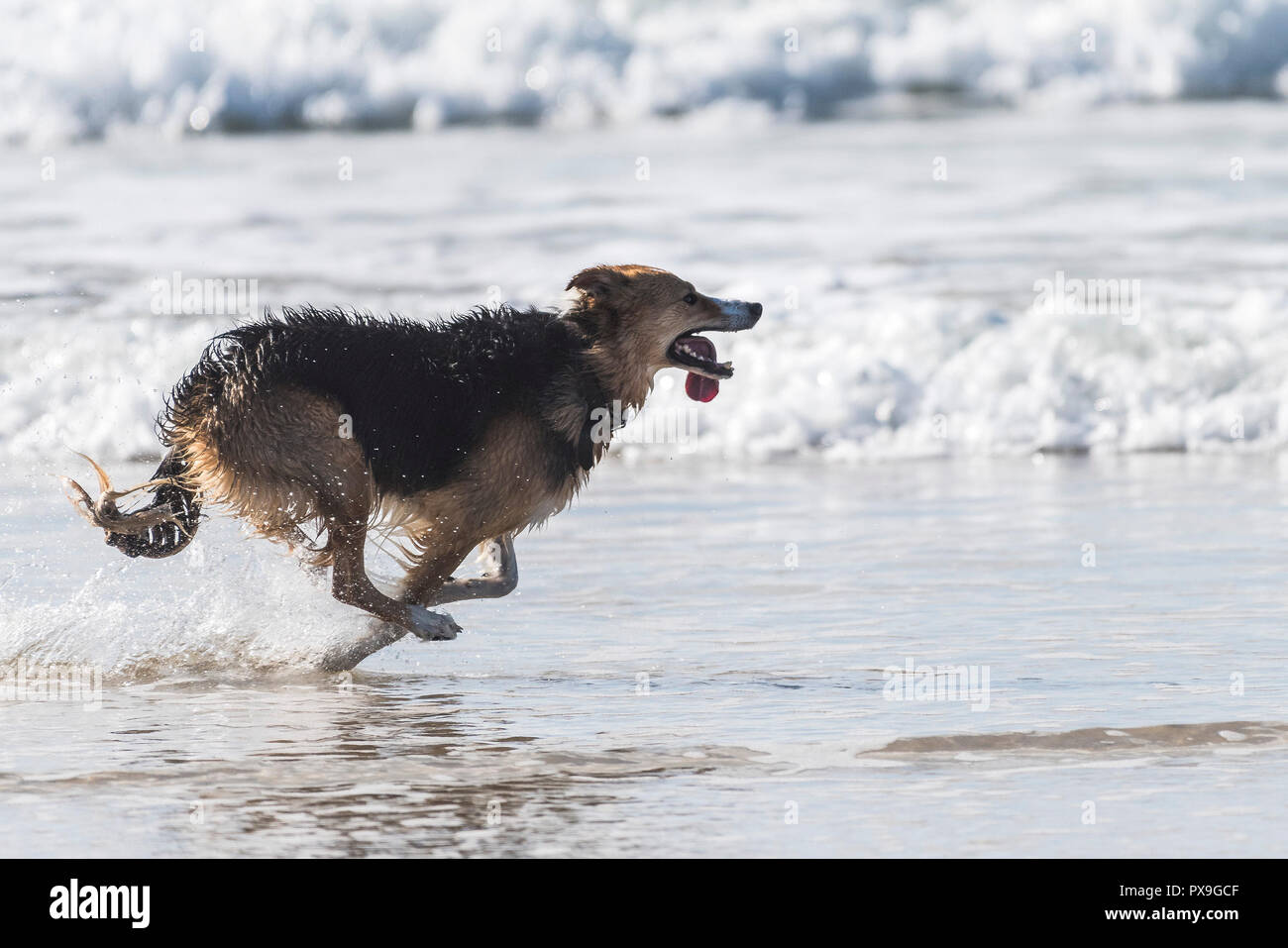 Ein Hund läuft entlang der Küste mit seiner langen Zunge heraus hängen. Stockfoto