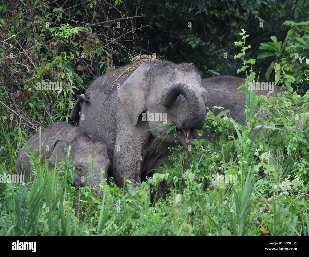 Herde von Borneo Pygmy Elefanten füttern auf Kingabatangan River Bank. Weibliche Schmutz werfen sich auf den Rücken, um sich abzukühlen. Stockfoto