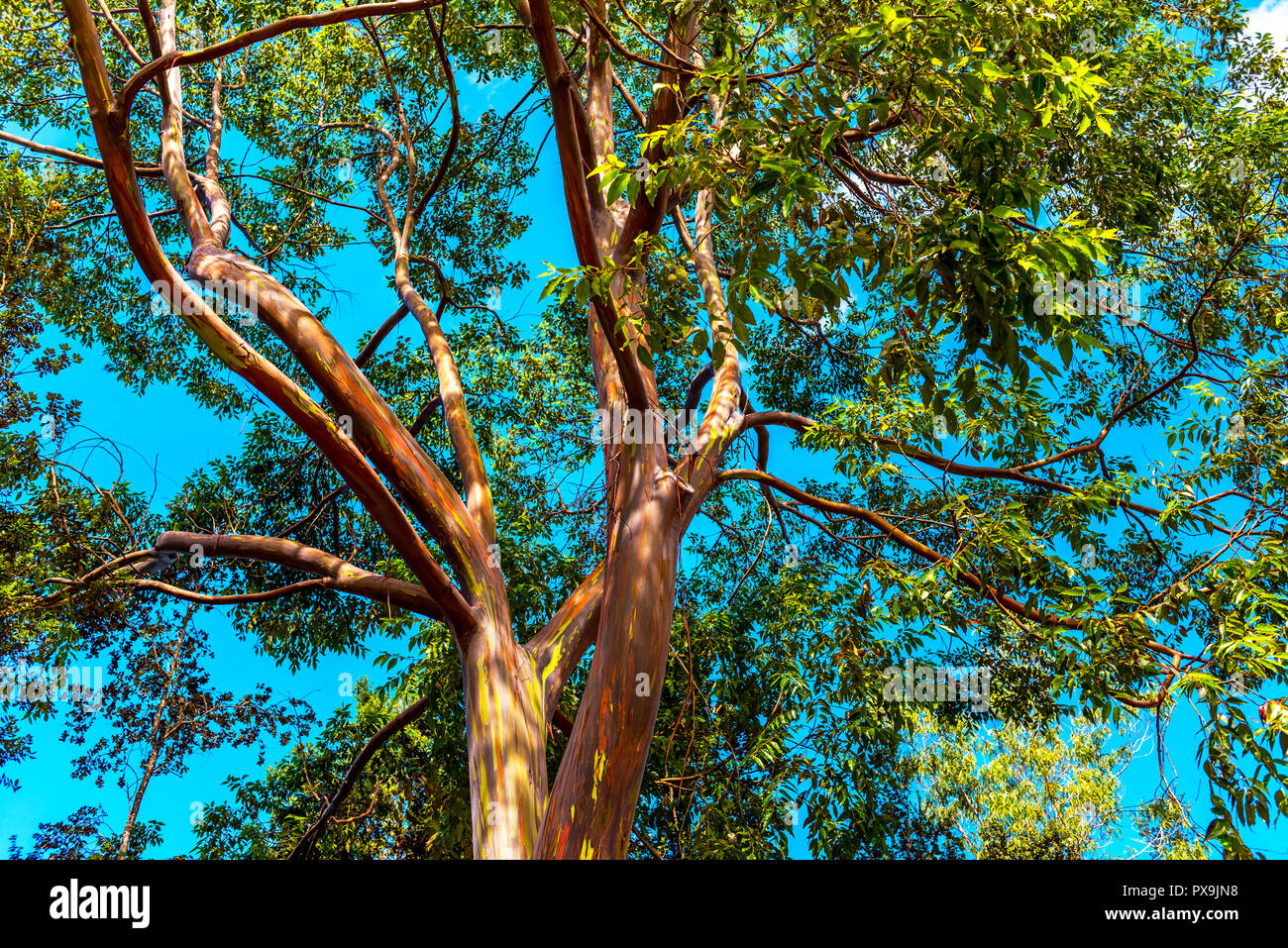 Regenbogen Eukalyptus Stockfotos und -bilder Kaufen - Alamy