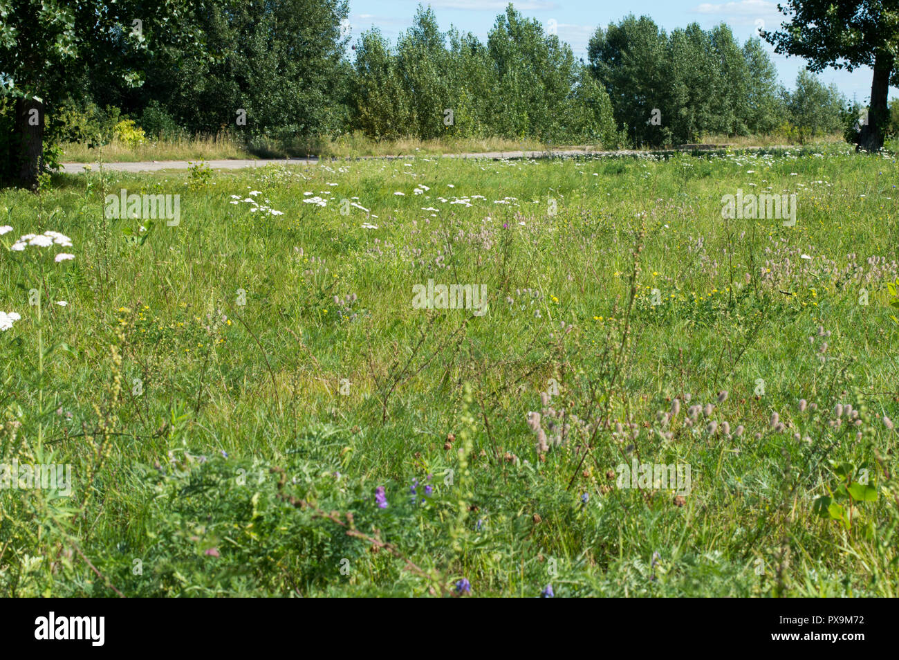 Sommer Landschaft. Sonnige Himmel. Glade mit hohem Gras, Klette, Reed. Russland. Stockfoto