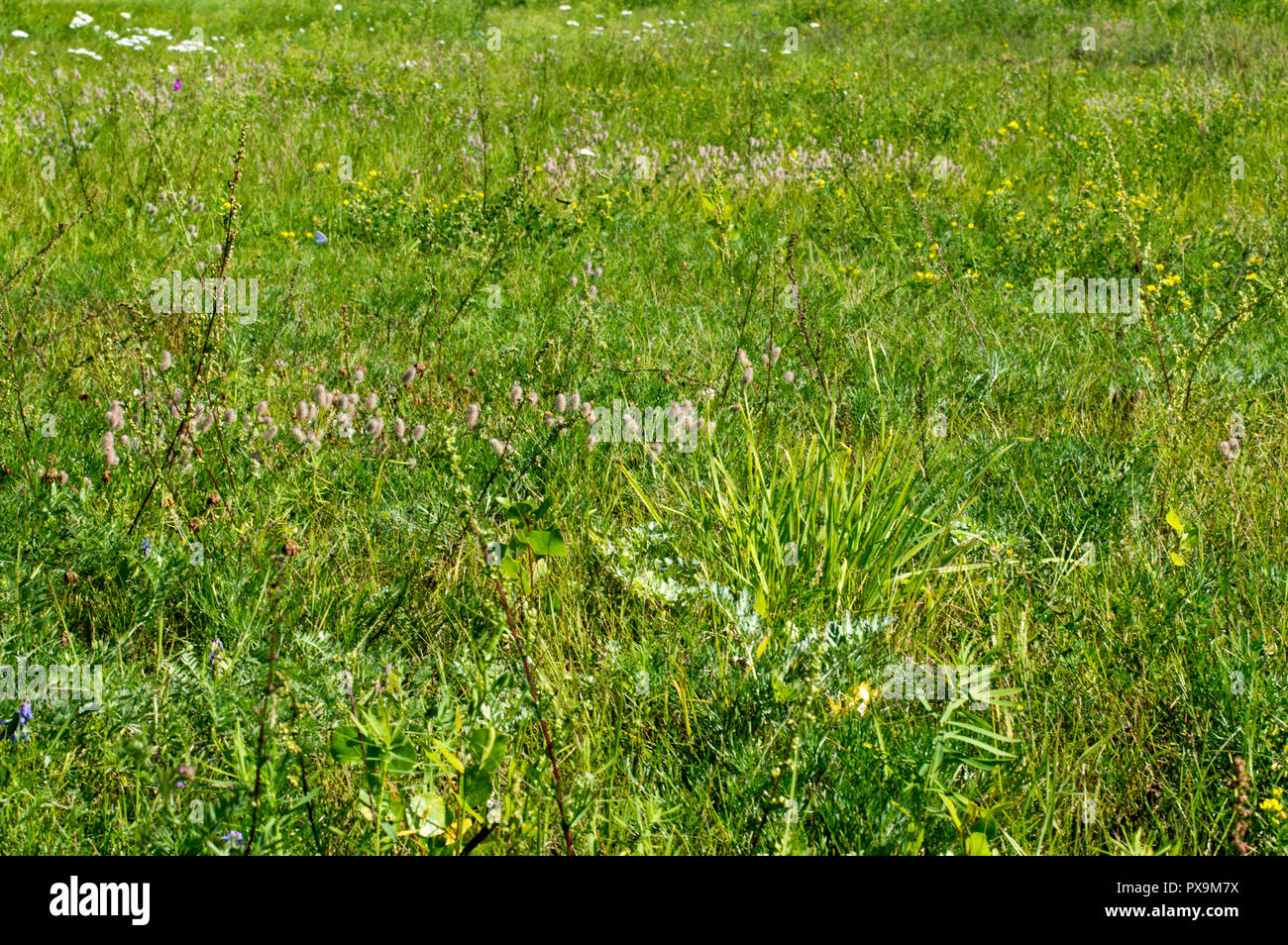 Sommer Landschaft. Sonnige Himmel. Glade mit hohem Gras, Klette, Reed. Russland. Stockfoto