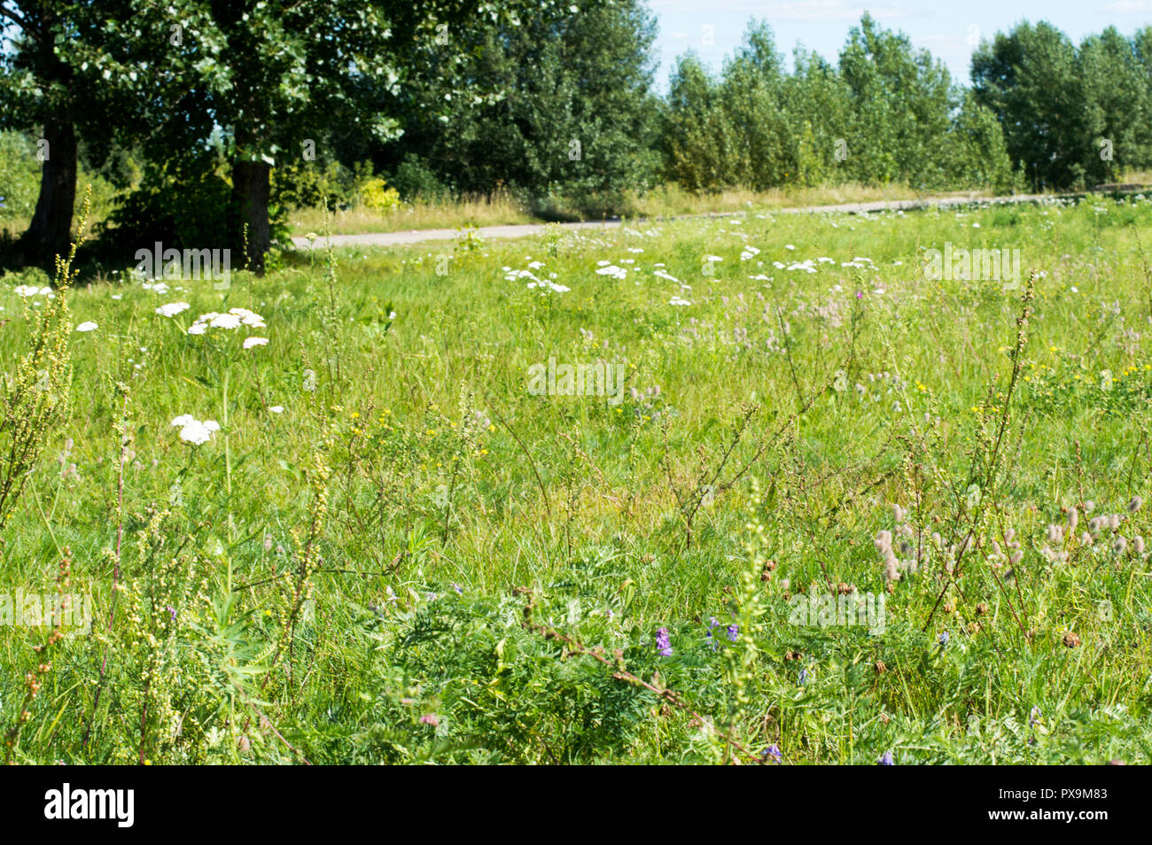 Sommer Landschaft. Sonnige Himmel. Glade mit hohem Gras, Klette, Reed. Russland. Stockfoto