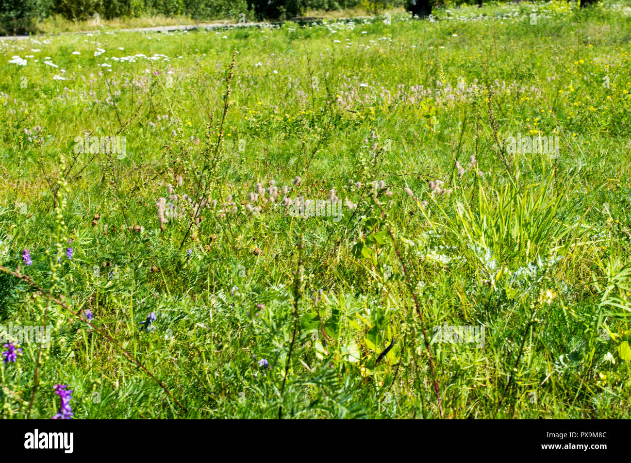 Sommer Landschaft. Sonnige Himmel. Glade mit hohem Gras, Klette, Reed. Russland. Stockfoto