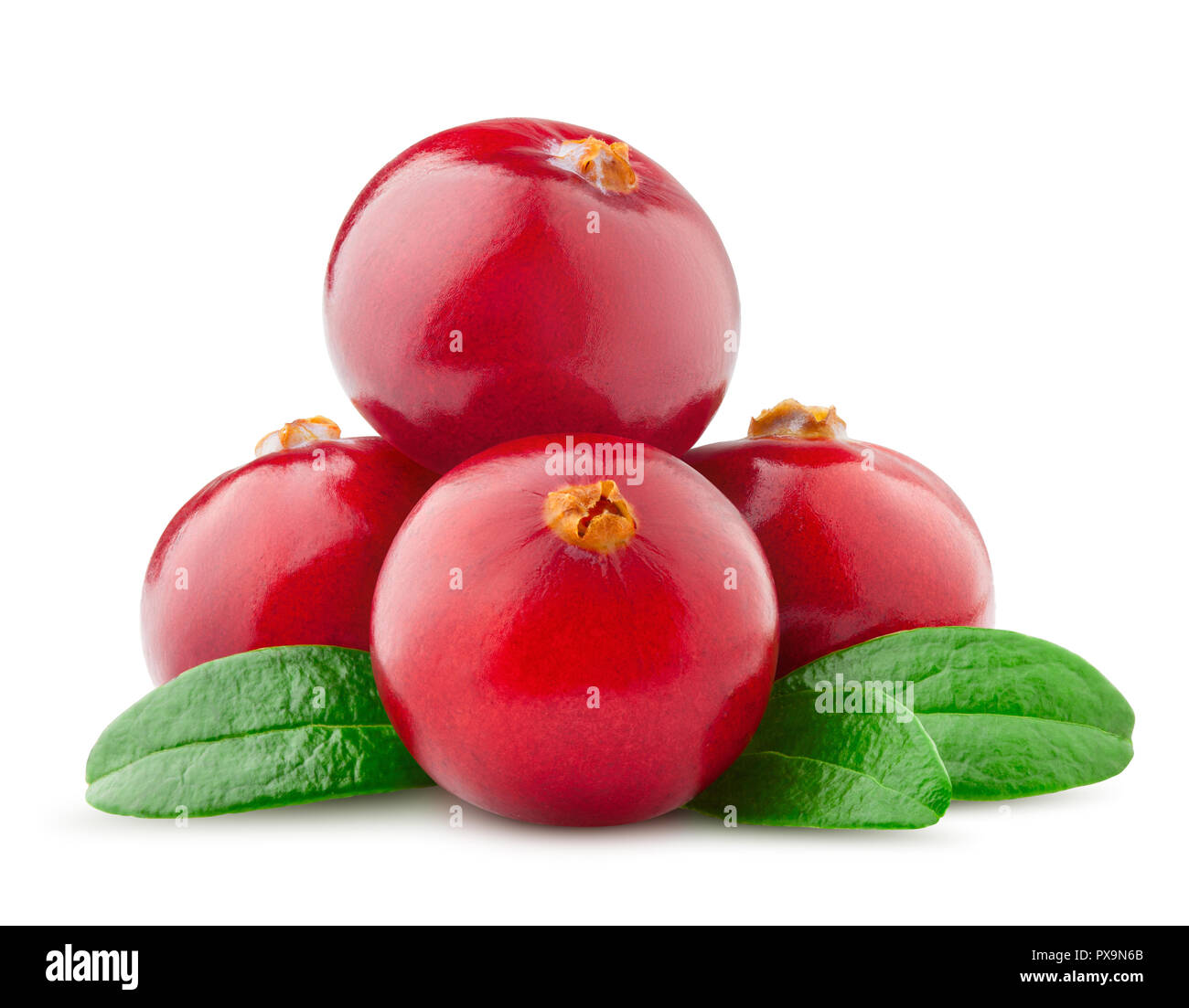 Cranberry auf weißem Hintergrund, Beschneidungspfade, volle Tiefenschärfe Stockfoto