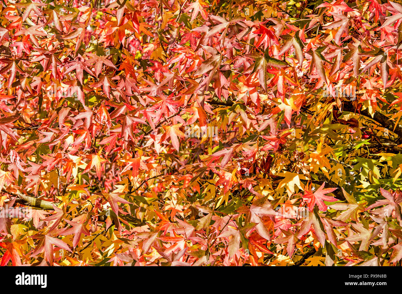 Viele Blätter von sweet Gum Trees, oder Liquidambar styraciflua, in verschiedenen Farben von Grün über Gelb und Orange bis Rot, an einem sonnigen Tag im Herbst Stockfoto