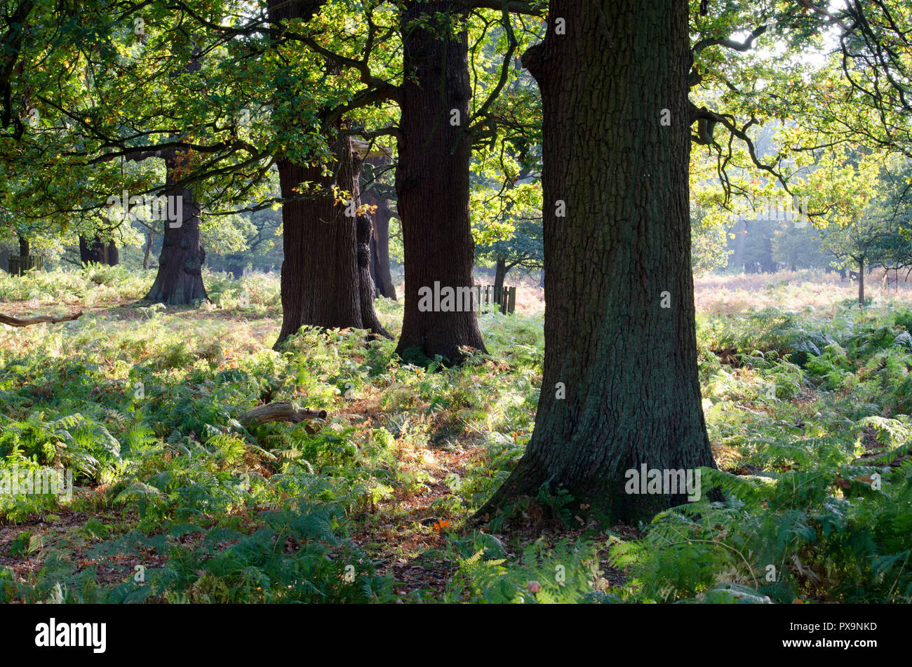 Die Baumstämme in National Trust Park Stockfoto