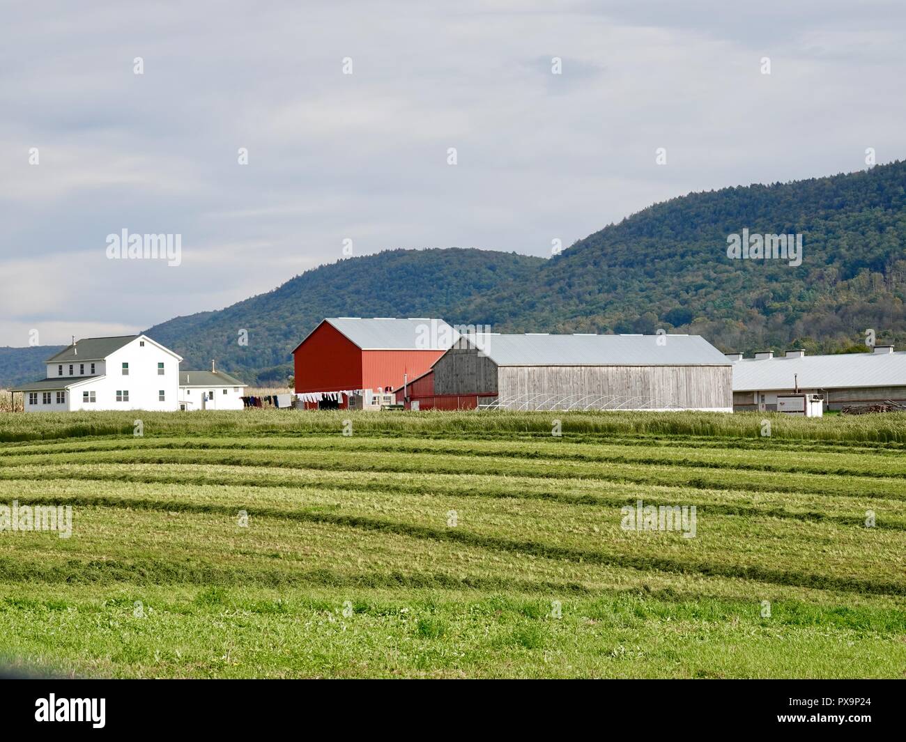 Weißes Bauernhaus, rote Bauernhäuser, Wäscherei auf der Linie, auf bepflanzten Feldern zu sehen, ländliche Loganton Gegend, Clinton County, Pennsylvania, USA. Stockfoto