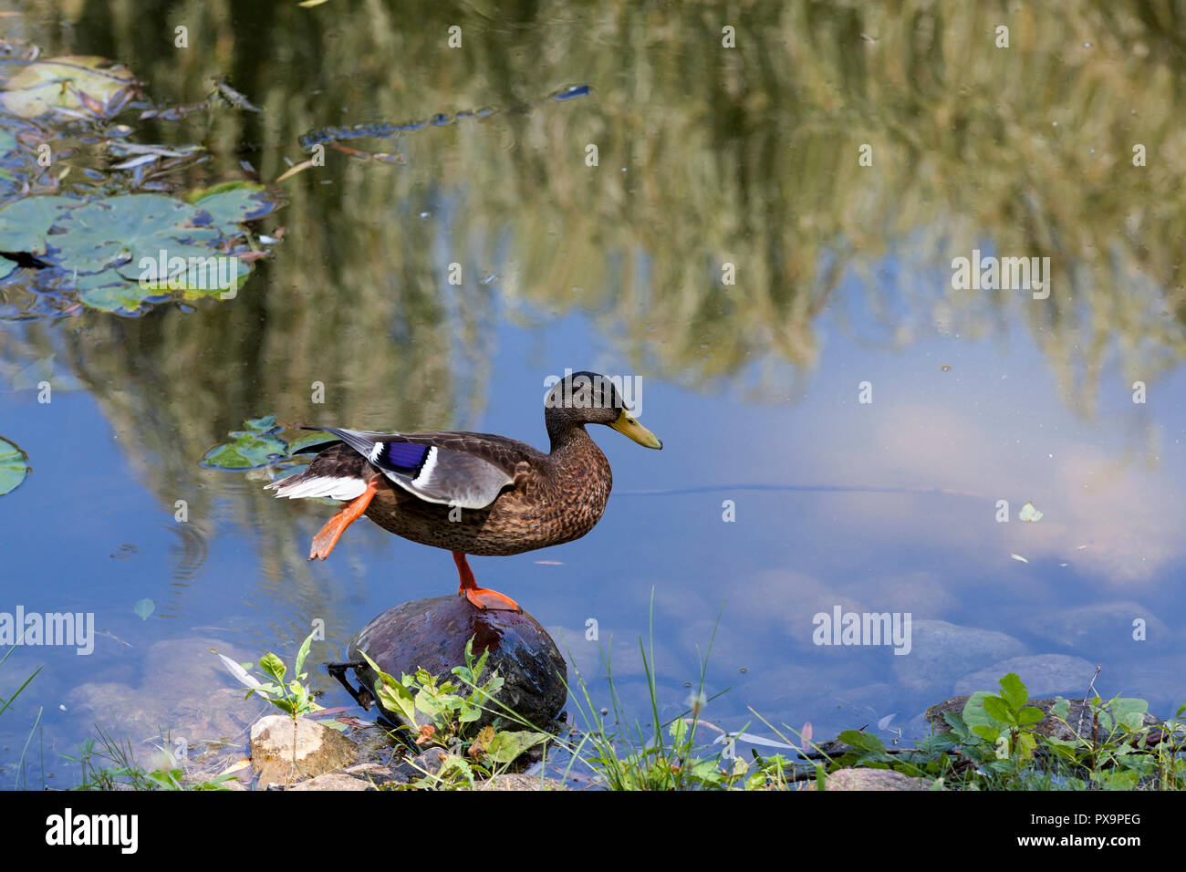 Ruht auf dem Stein am Ufer des Sees, eine Ente Drake mit einem Flügel auf den Kopf gestellt und ein Fuß anheben, close-up Stockfoto