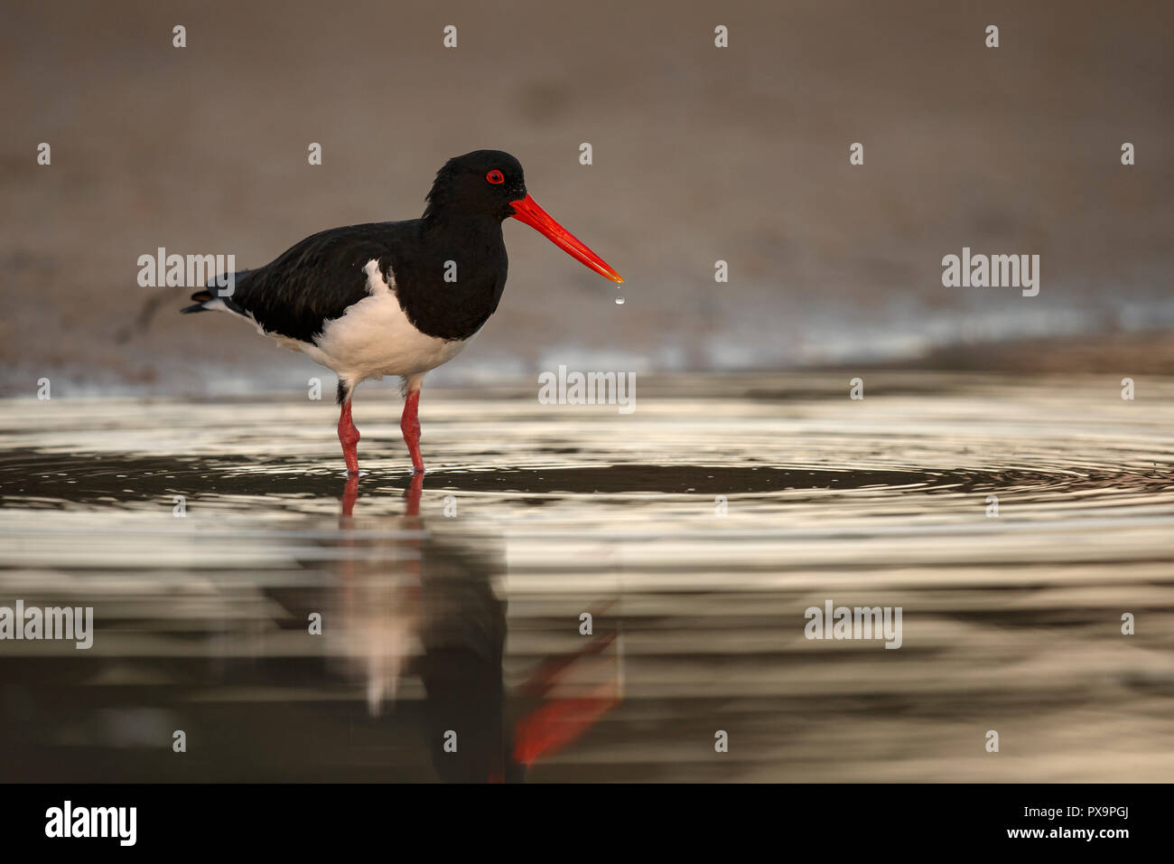 Pied Austernfischer, Bribie Island, Australien Stockfoto