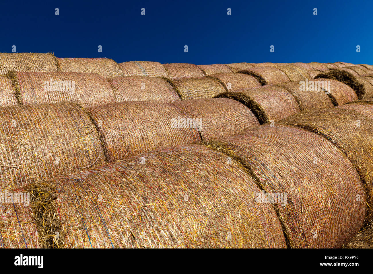 In nylon nets Stroh von Getreide nach der Ernte, blauer Himmel, Sommer des Jahres verpackt Stockfoto