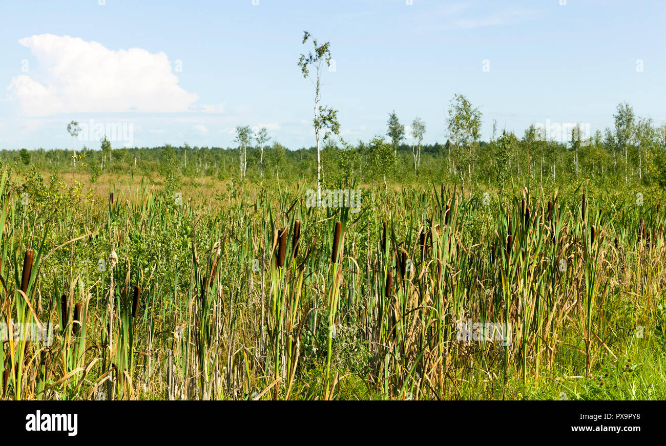 Sumpfigem Gelände im Sommer, das Gebiet wächst seltene Bäume und viel hohes Gras und Schilf, im Sommer Landschaft Stockfoto