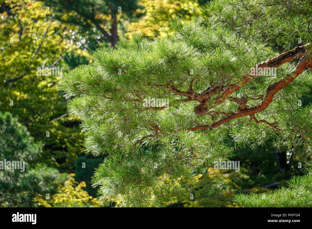 Immergruner Baum Schnellwachsende Und Immergrune Baume Fur Den