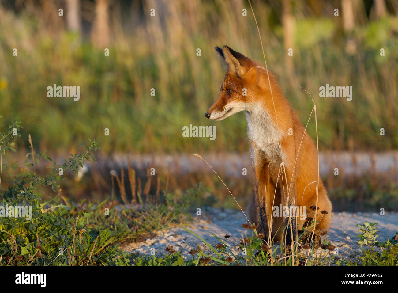 Ein nettes, junges, feurig, Red Fox Cub sitzt, erleuchtet von der Abendsonne, vor dem Hintergrund von Gras. Zur Seite schauen. Abendlicht. Ein. Landschaft. Stockfoto