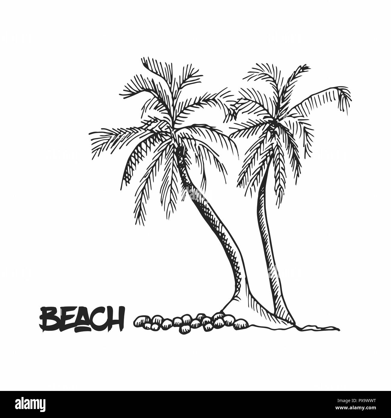 Palmen hand gezeichnete Umrisse skizzieren. Zwei exotische Bäume auf weißem Hintergrund. Stock Vektor