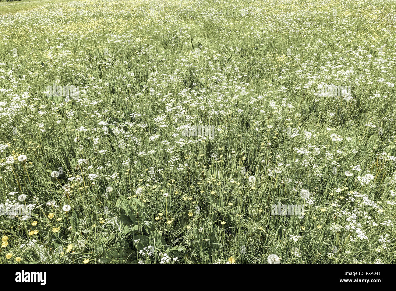Alm, Maumau-Wiese, Losenheim, Schneeberg, Niederösterreich, Österreich Stockfoto
