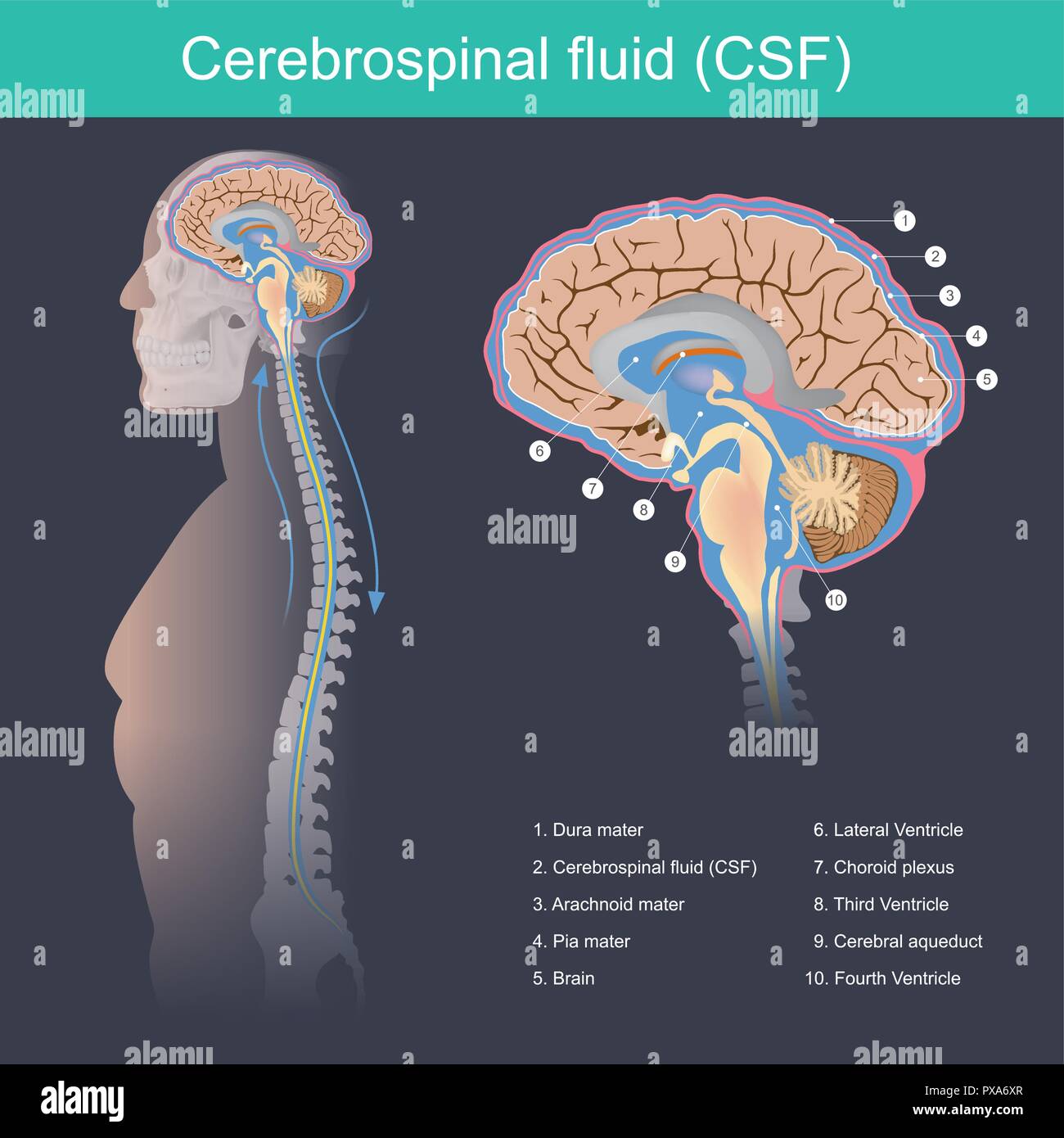 Der zerebrospinalen Flüssigkeit (CSF) ist das Gehirn und das Rückenmark von Auswirkungen schützt, eliminiert Abfälle aus dem Gehirn und Rückenmark, und hilft Giftstoffe im Stock Vektor