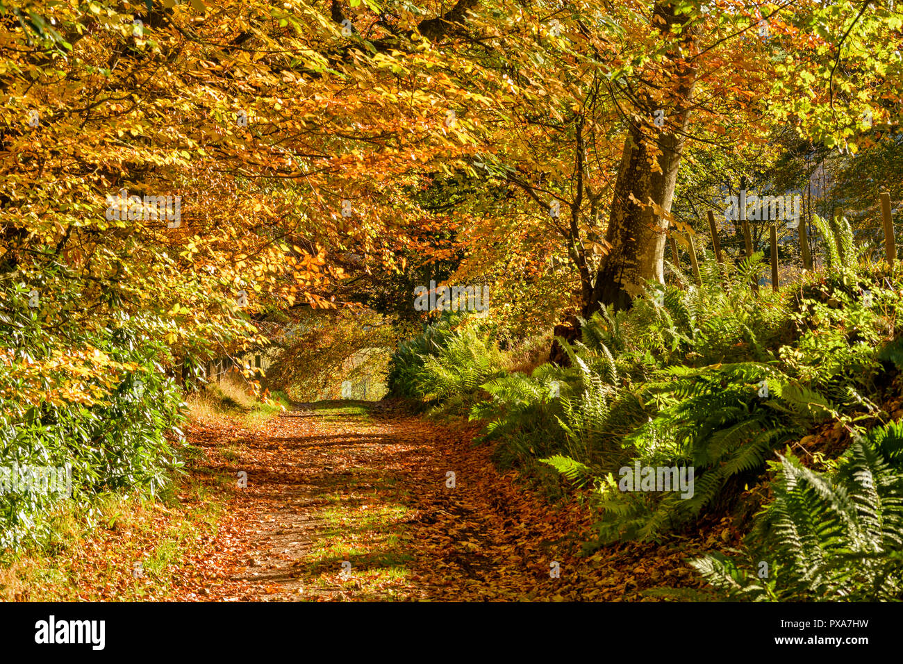 Ein Baum und FARNEN GESÄUMT LANE IM HERBST mit der gefallenen Herbstliche Blätter auf dem Fußweg Stockfoto